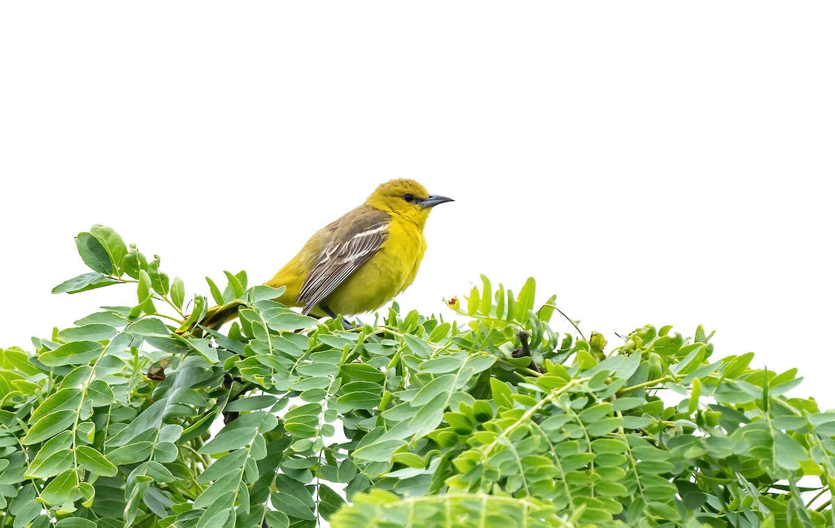 Orchard Oriole - ML620658151