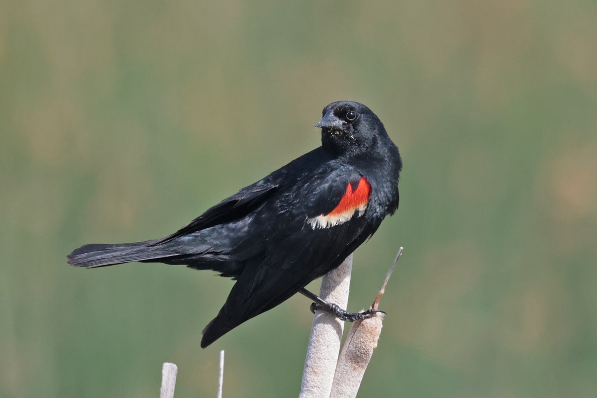 Red-winged Blackbird - Margaret Sloan