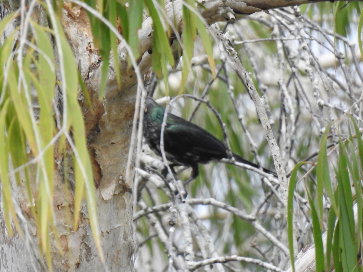 Metallic Starling - ML620658156