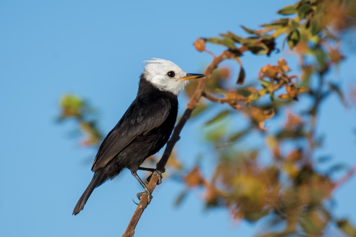 White-headed Marsh Tyrant - ML620658157