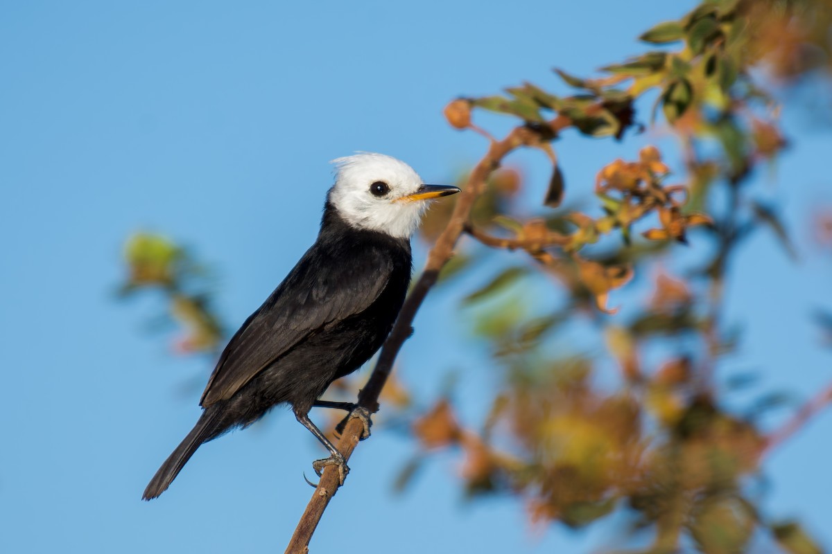 White-headed Marsh Tyrant - ML620658160