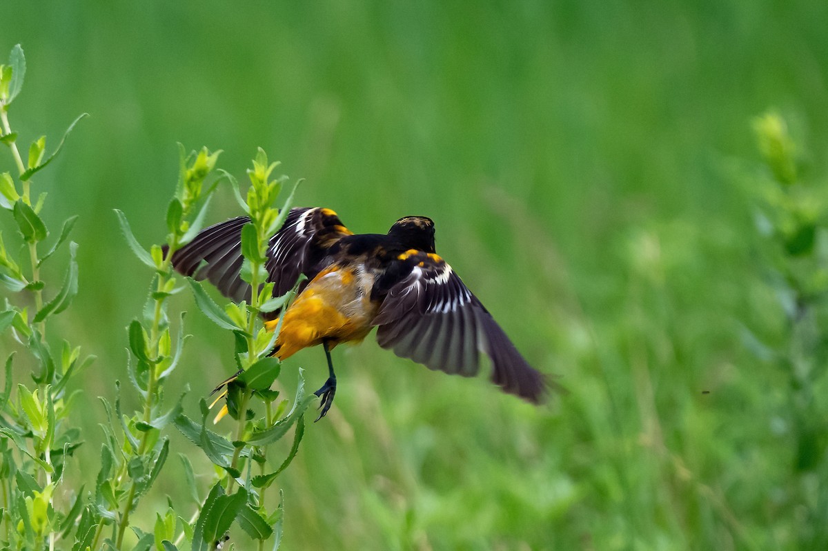 Baltimore Oriole - ML620658165