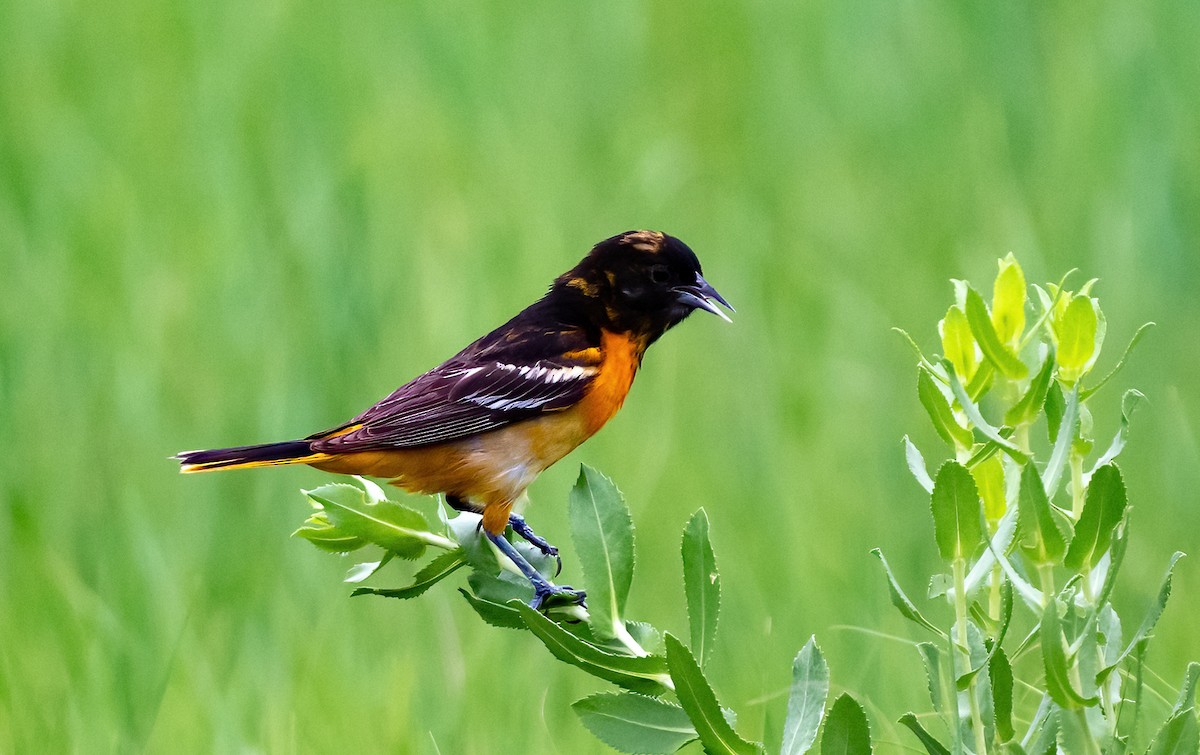 Baltimore Oriole - ML620658168