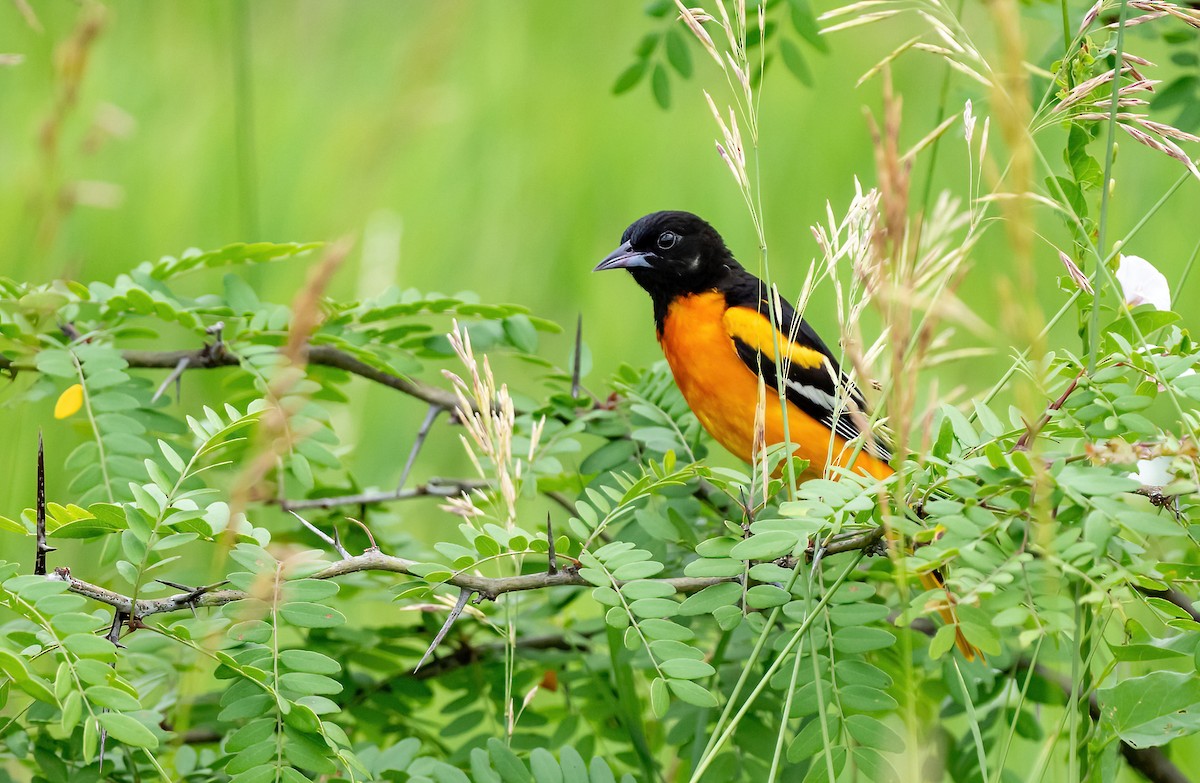 Baltimore Oriole - ML620658169