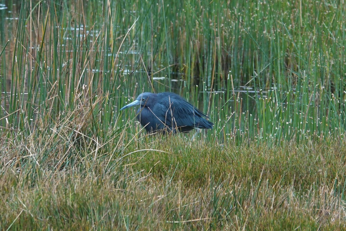 Little Blue Heron - Toby Holmes