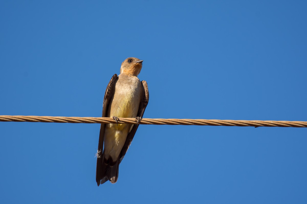 Southern Rough-winged Swallow - ML620658179