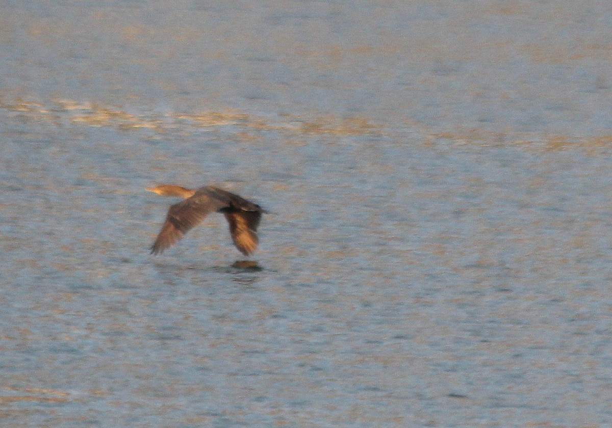 Double-crested Cormorant - ML620658180