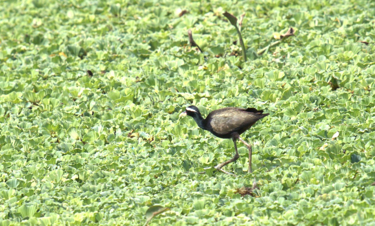 Bronze-winged Jacana - ML620658181