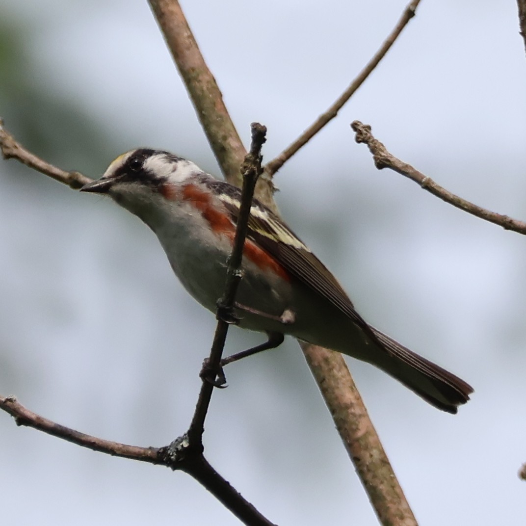 Chestnut-sided Warbler - ML620658182