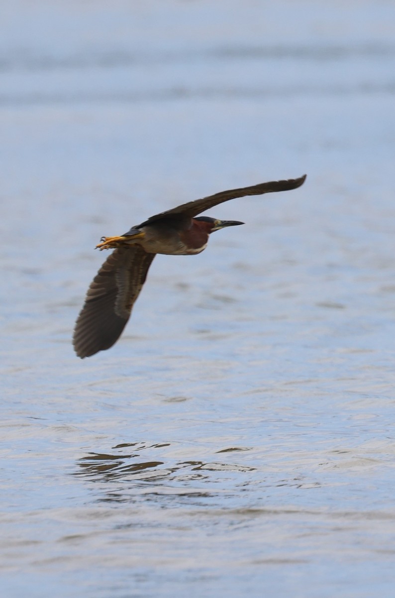 Green Heron - ML620658185