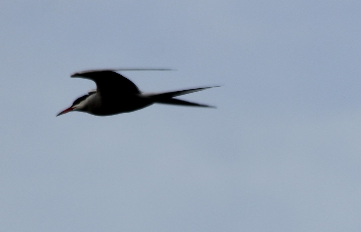 Common Tern - ML620658187