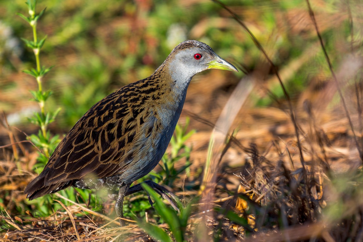 Ash-throated Crake - ML620658189