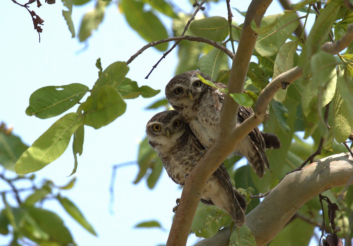 Spotted Owlet - ML620658190