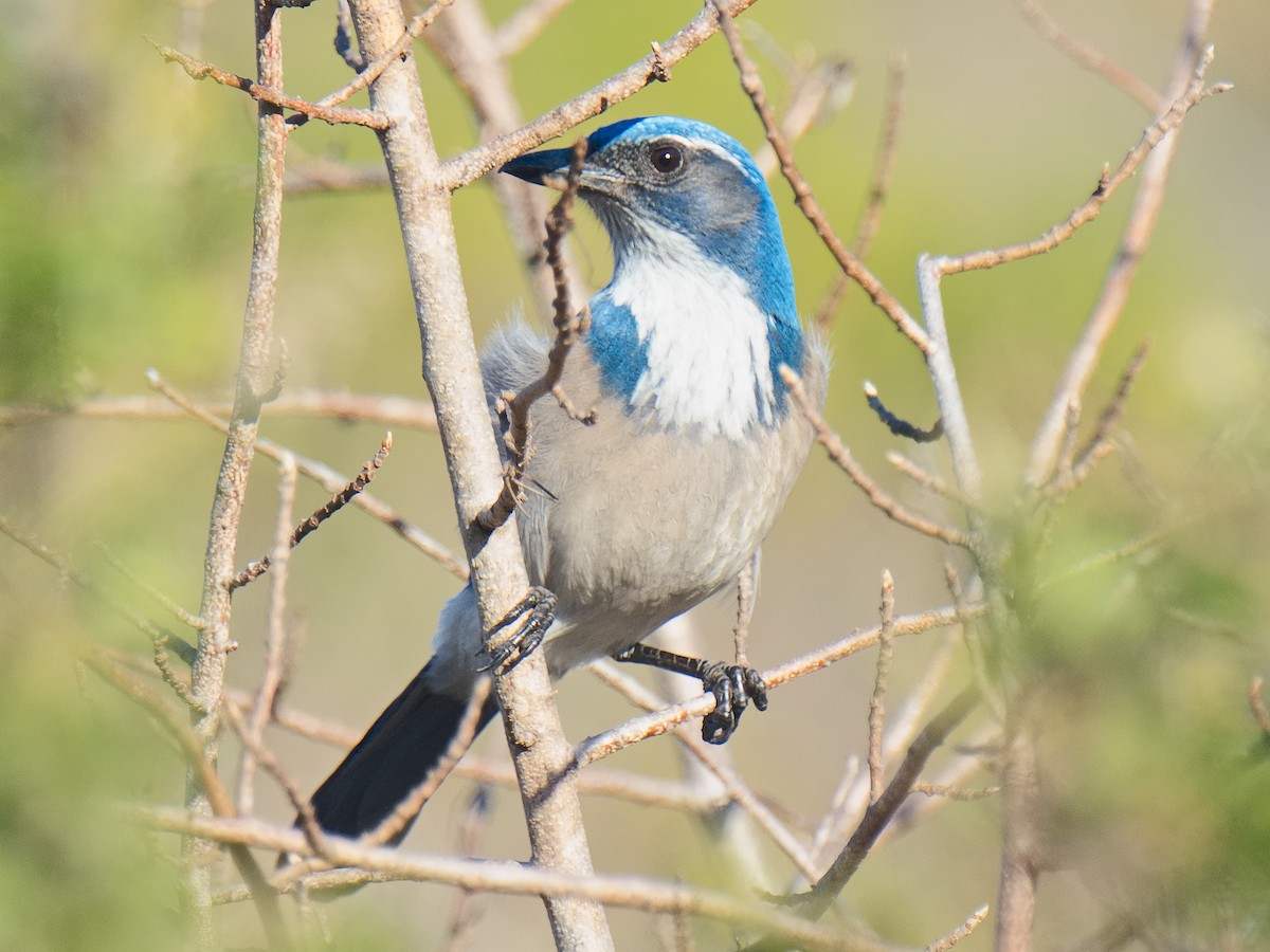 California Scrub-Jay - ML620658191