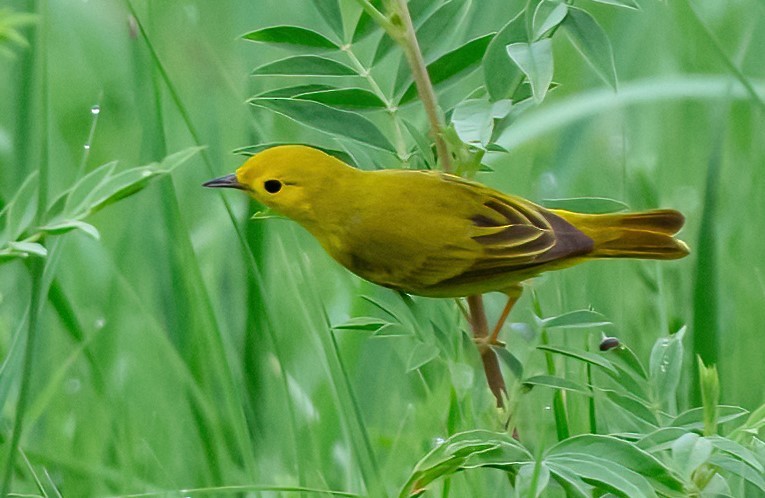 Yellow Warbler - ML620658193