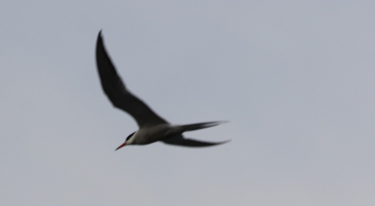 Common Tern - ML620658195