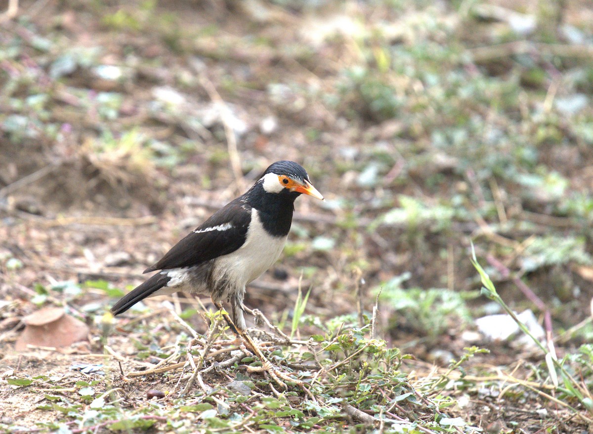 Indian Pied Starling - ML620658196