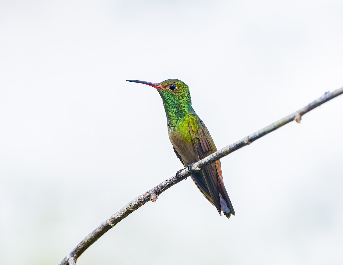 Rufous-tailed Hummingbird - ML620658227