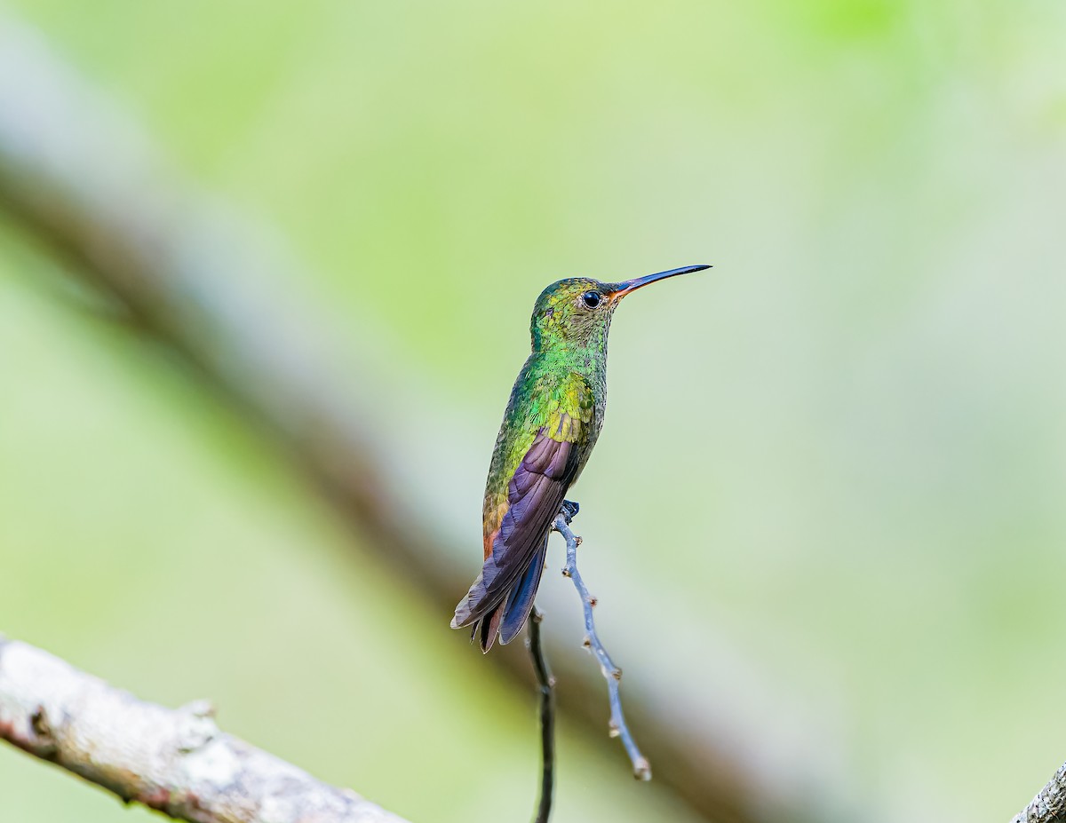 Rufous-tailed Hummingbird - Daniel  Garza Tobón