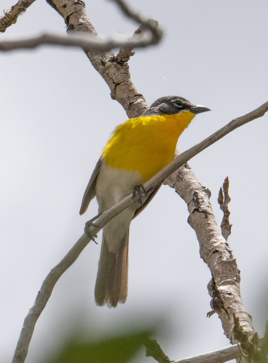 Yellow-breasted Chat - ML620658235