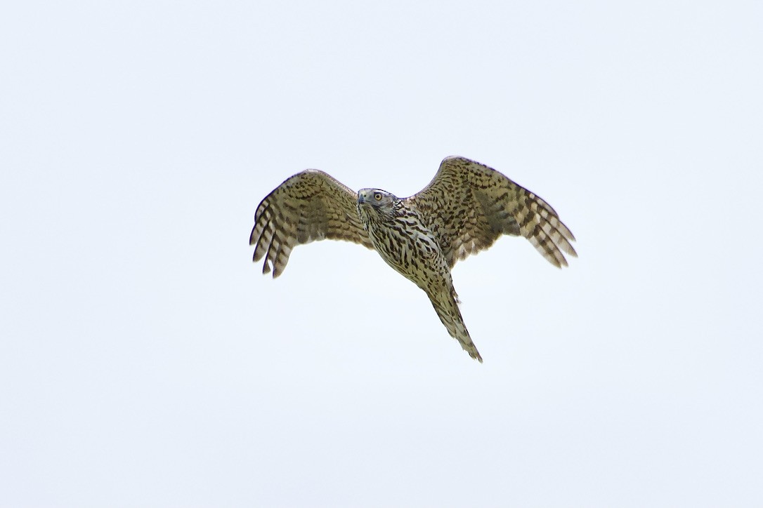 American Goshawk - Pascal Tourigny