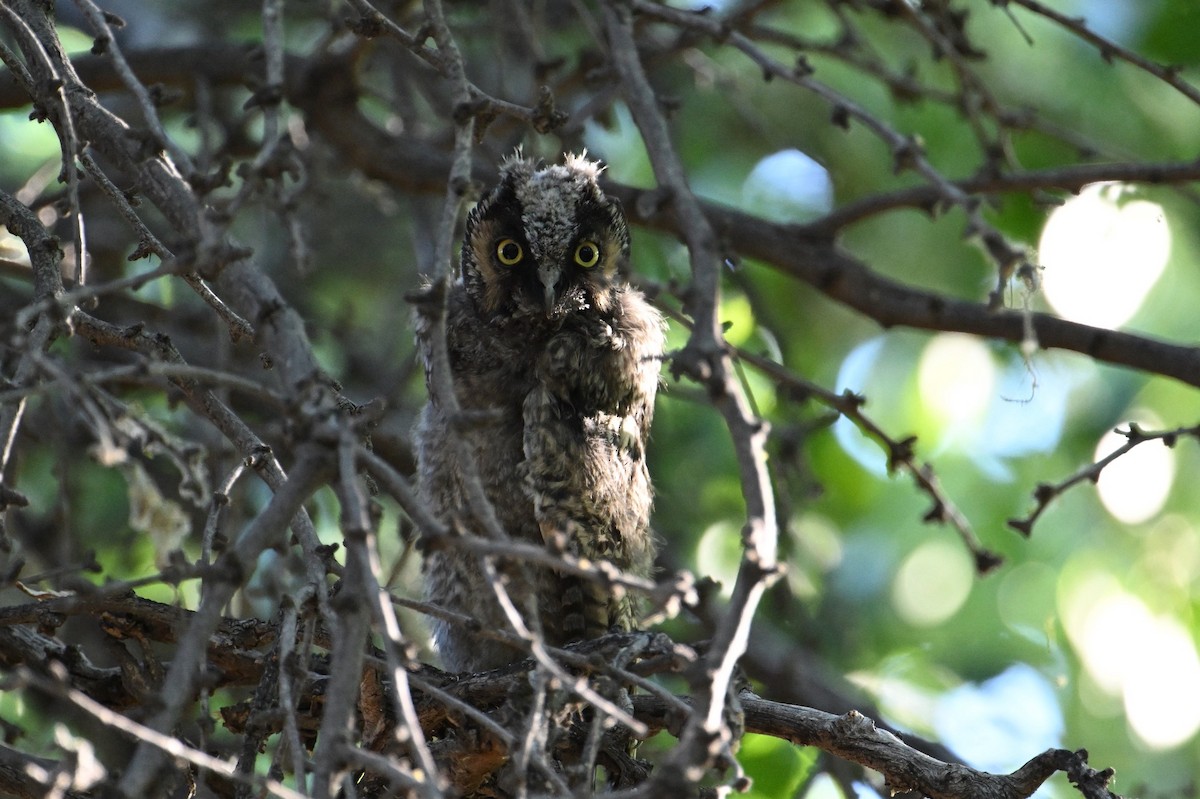 Long-eared Owl - ML620658238