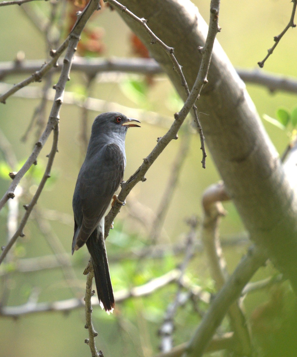 Gray-bellied Cuckoo - ML620658244