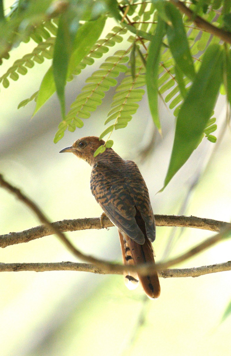 Gray-bellied Cuckoo - AJAY ARNOLD