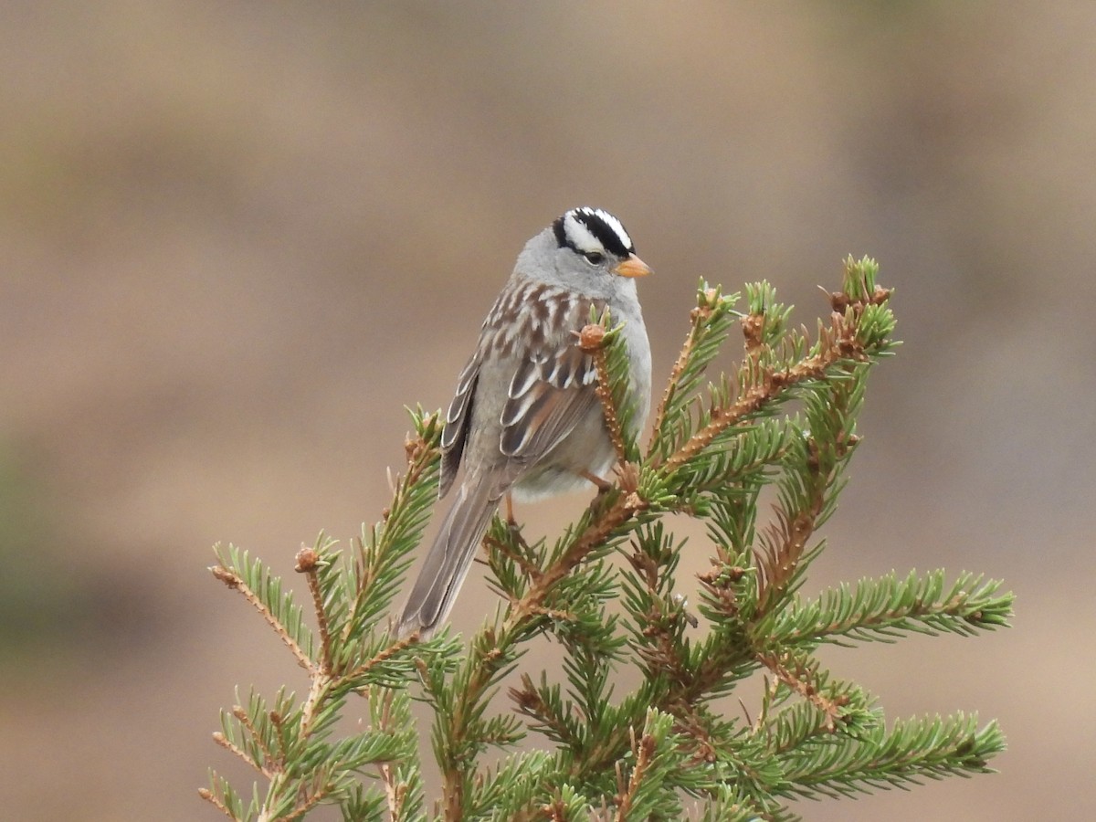 White-crowned Sparrow - Margaret Mackenzie