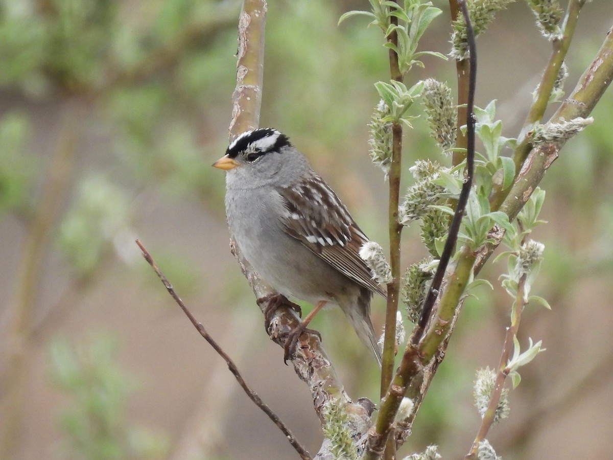 White-crowned Sparrow - ML620658249