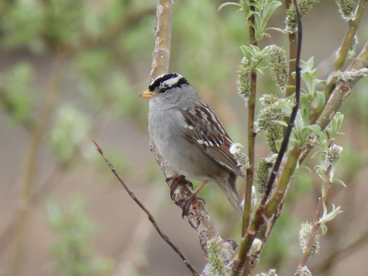 White-crowned Sparrow - ML620658250