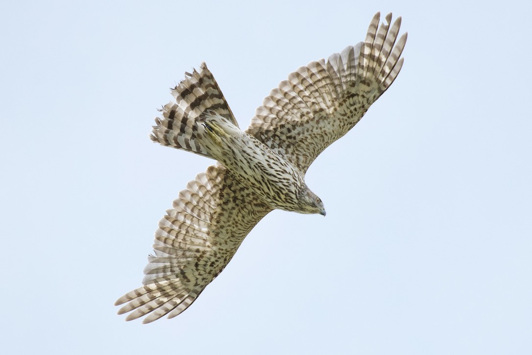 American Goshawk - ML620658252