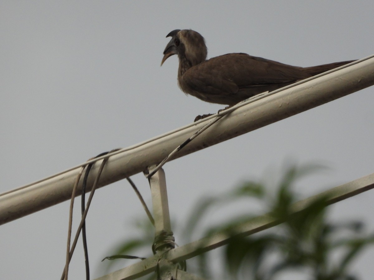 Indian Gray Hornbill - ML620658253