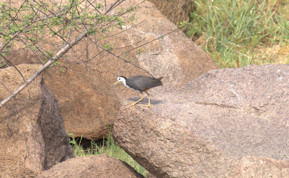 White-breasted Waterhen - ML620658258