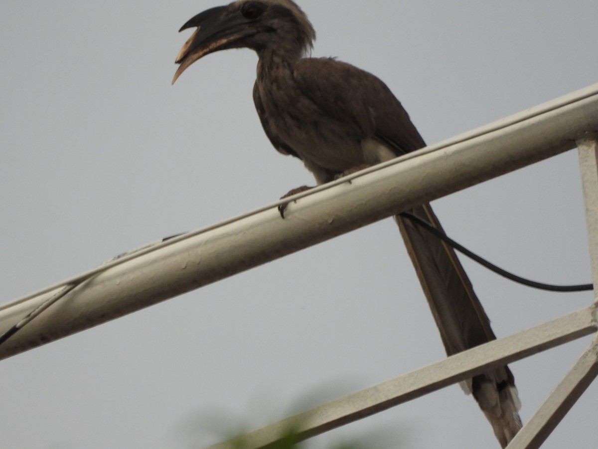 Indian Gray Hornbill - sunil tyagi