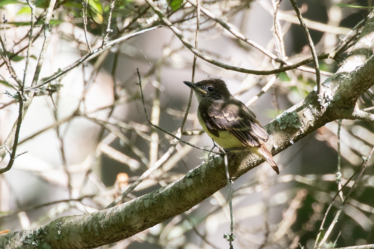 Great Crested Flycatcher - ML620658264