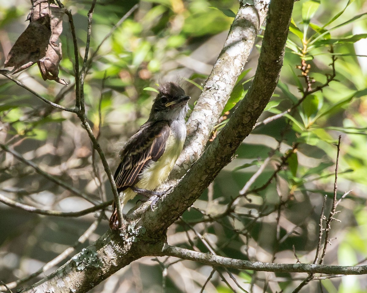 Great Crested Flycatcher - ML620658268