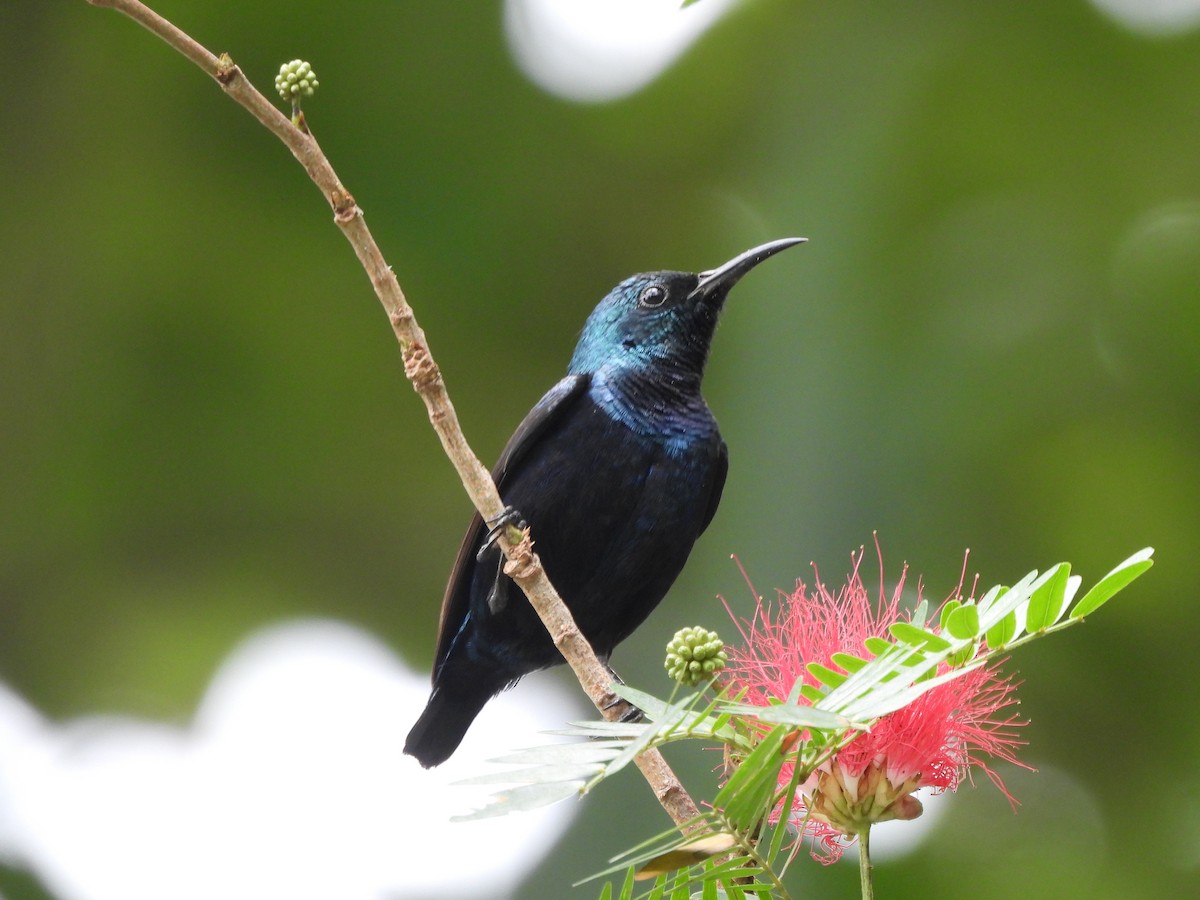 Purple Sunbird - ML620658270