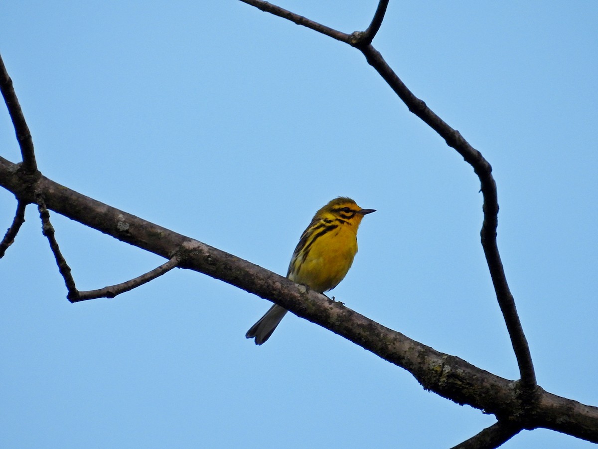 Prairie Warbler - Jason Kline