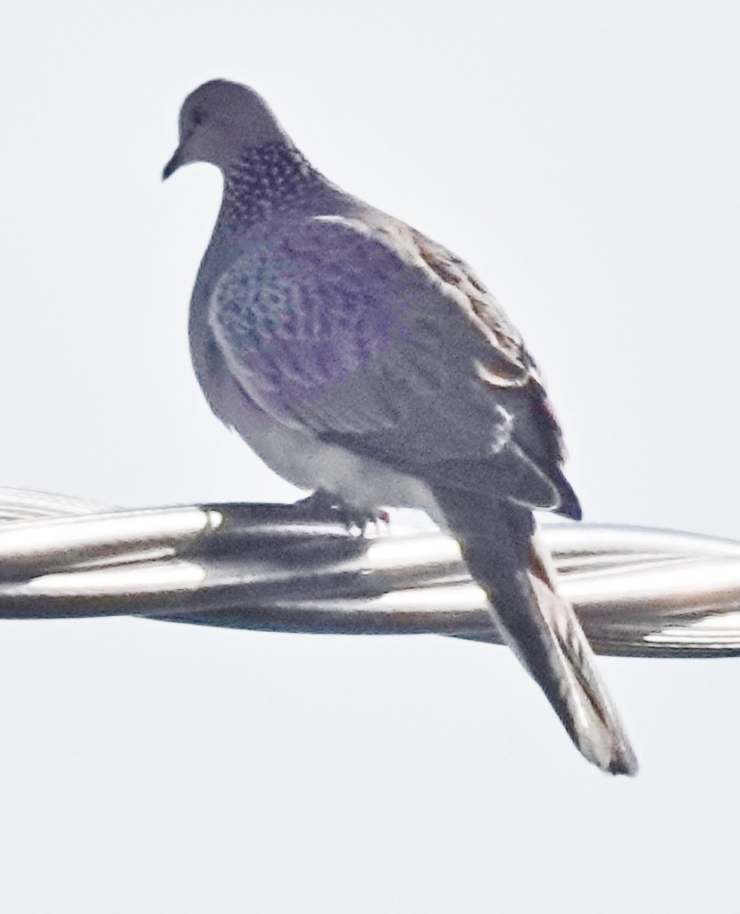 Spotted Dove - ML620658272