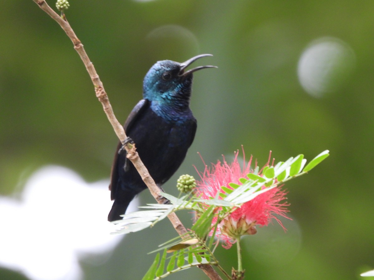 Purple Sunbird - ML620658273