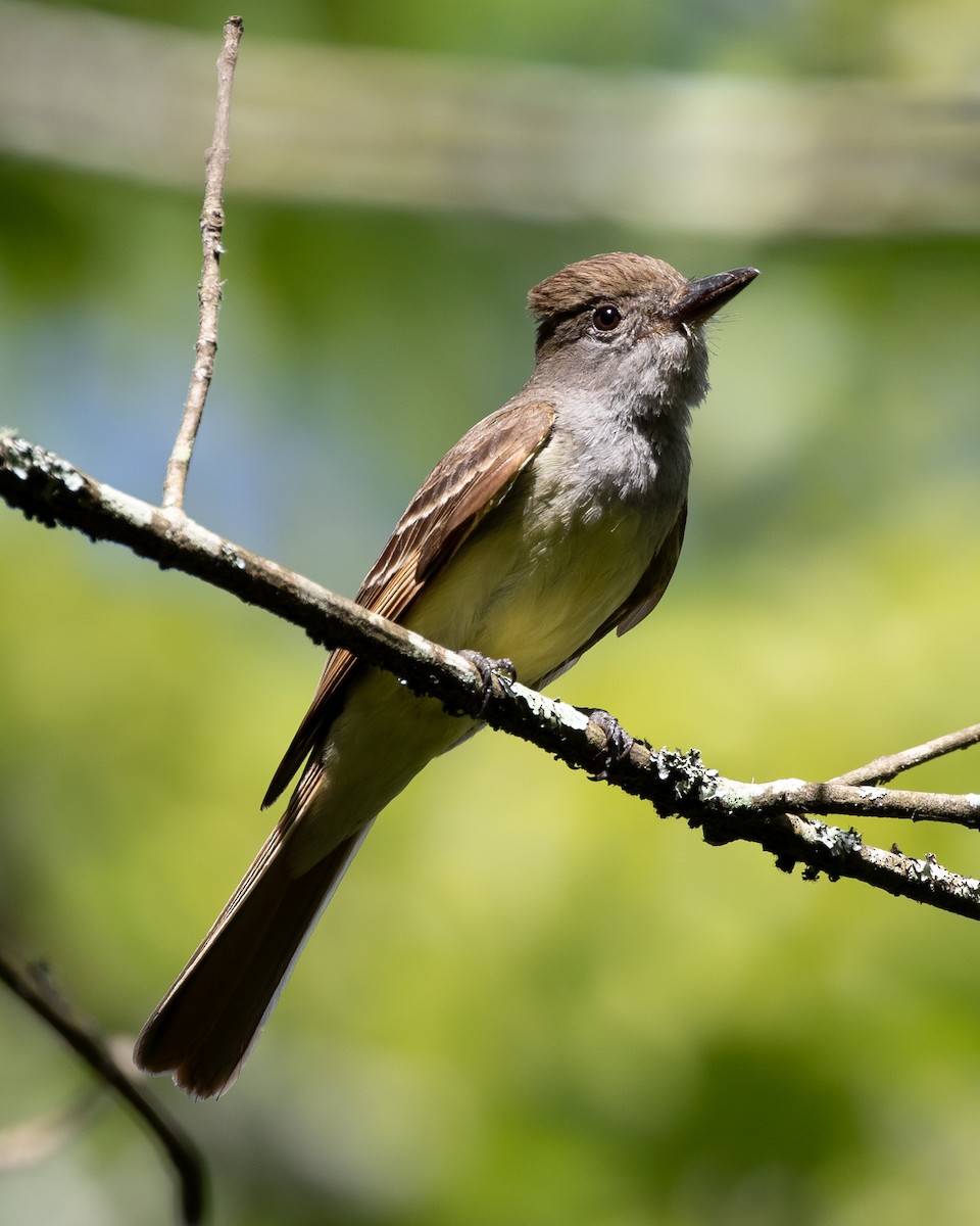 Great Crested Flycatcher - ML620658274