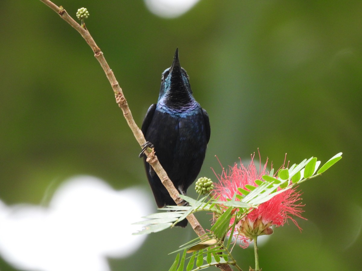 Purple Sunbird - sunil tyagi