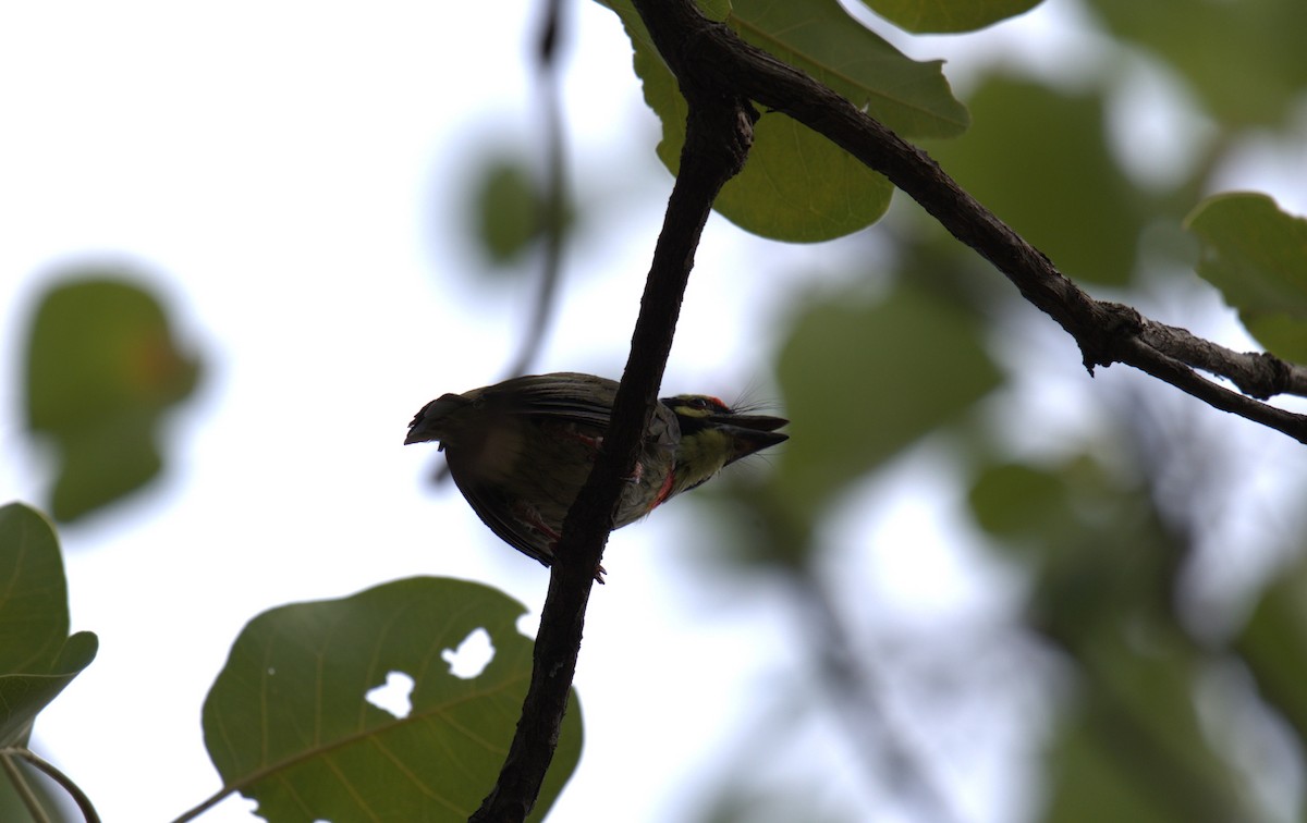 Coppersmith Barbet - ML620658280