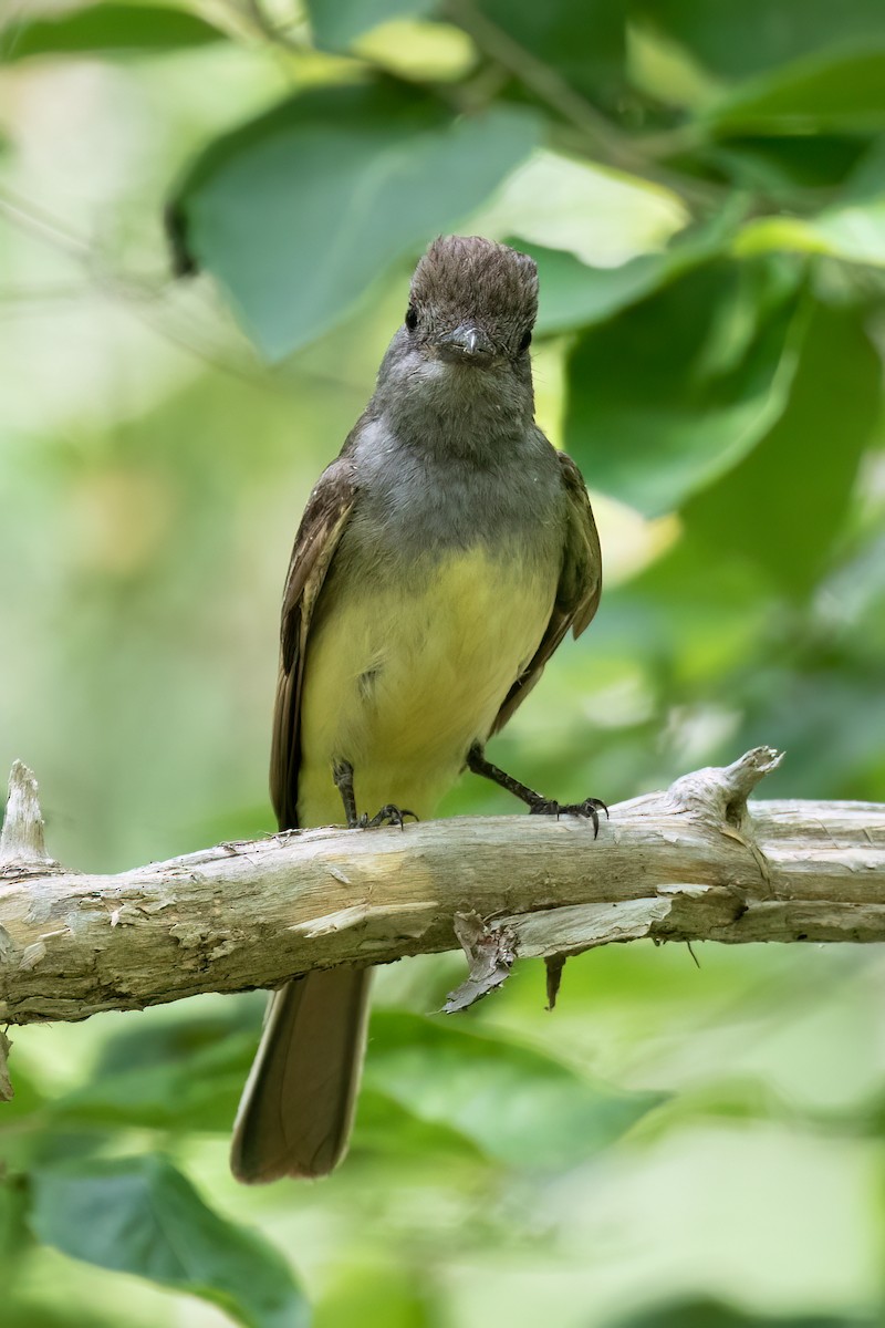 Great Crested Flycatcher - ML620658281