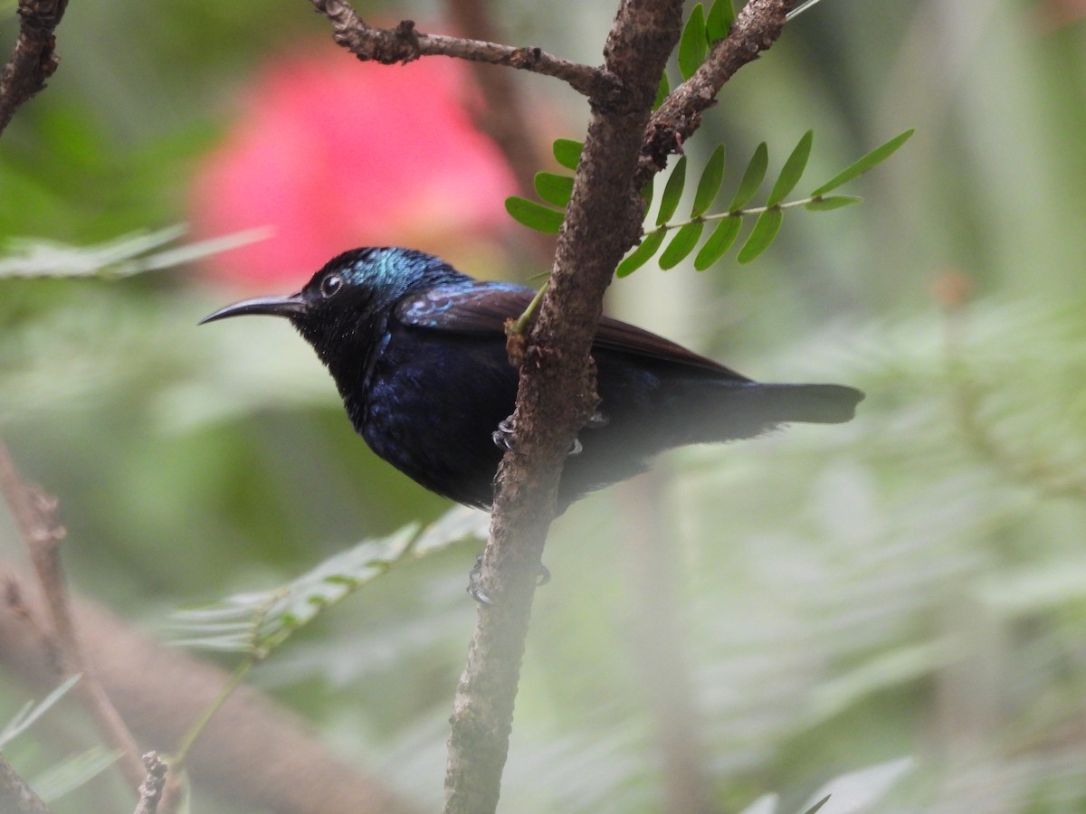 Purple Sunbird - ML620658282