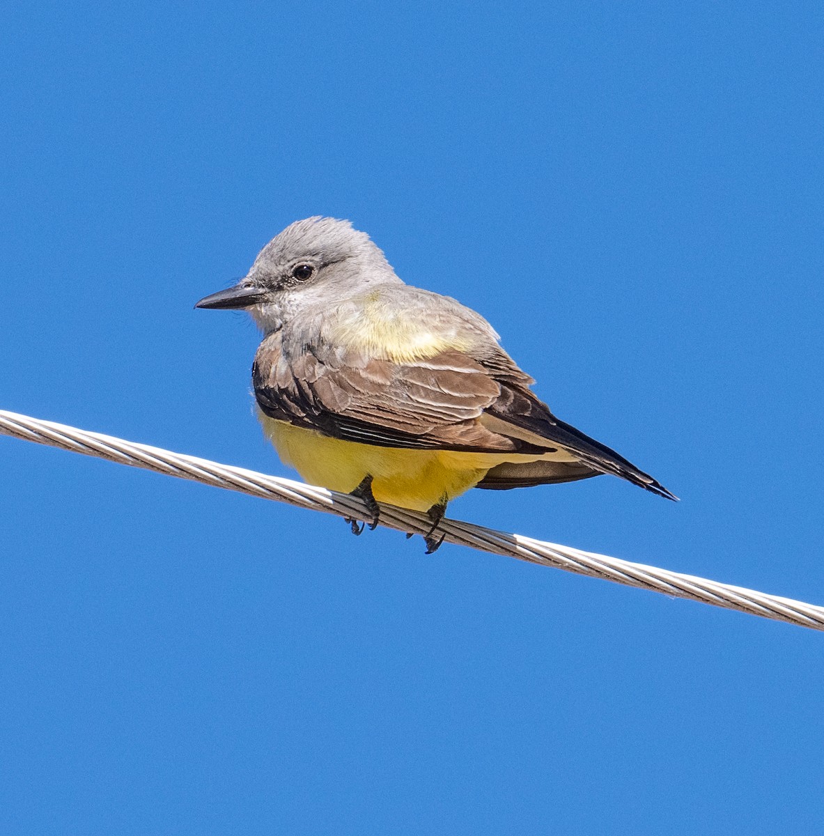 Western Kingbird - ML620658283