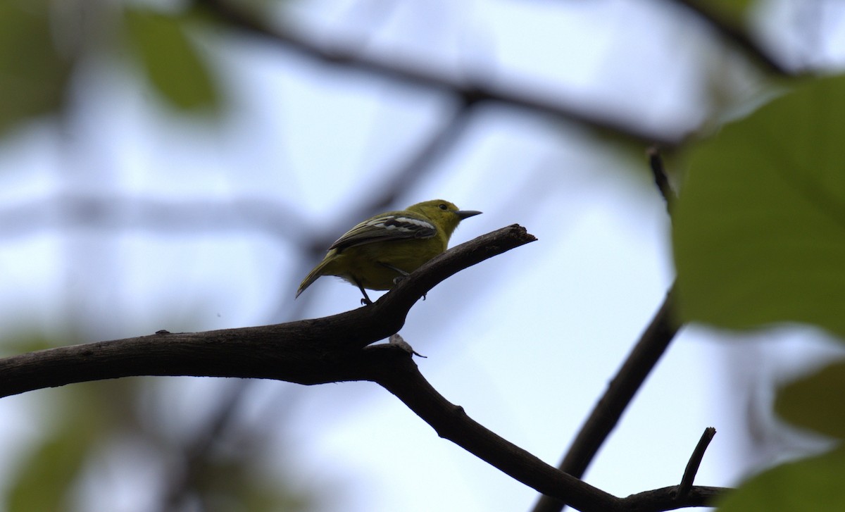 Common Iora - ML620658284