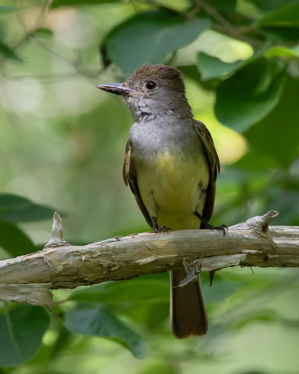 Great Crested Flycatcher - ML620658285
