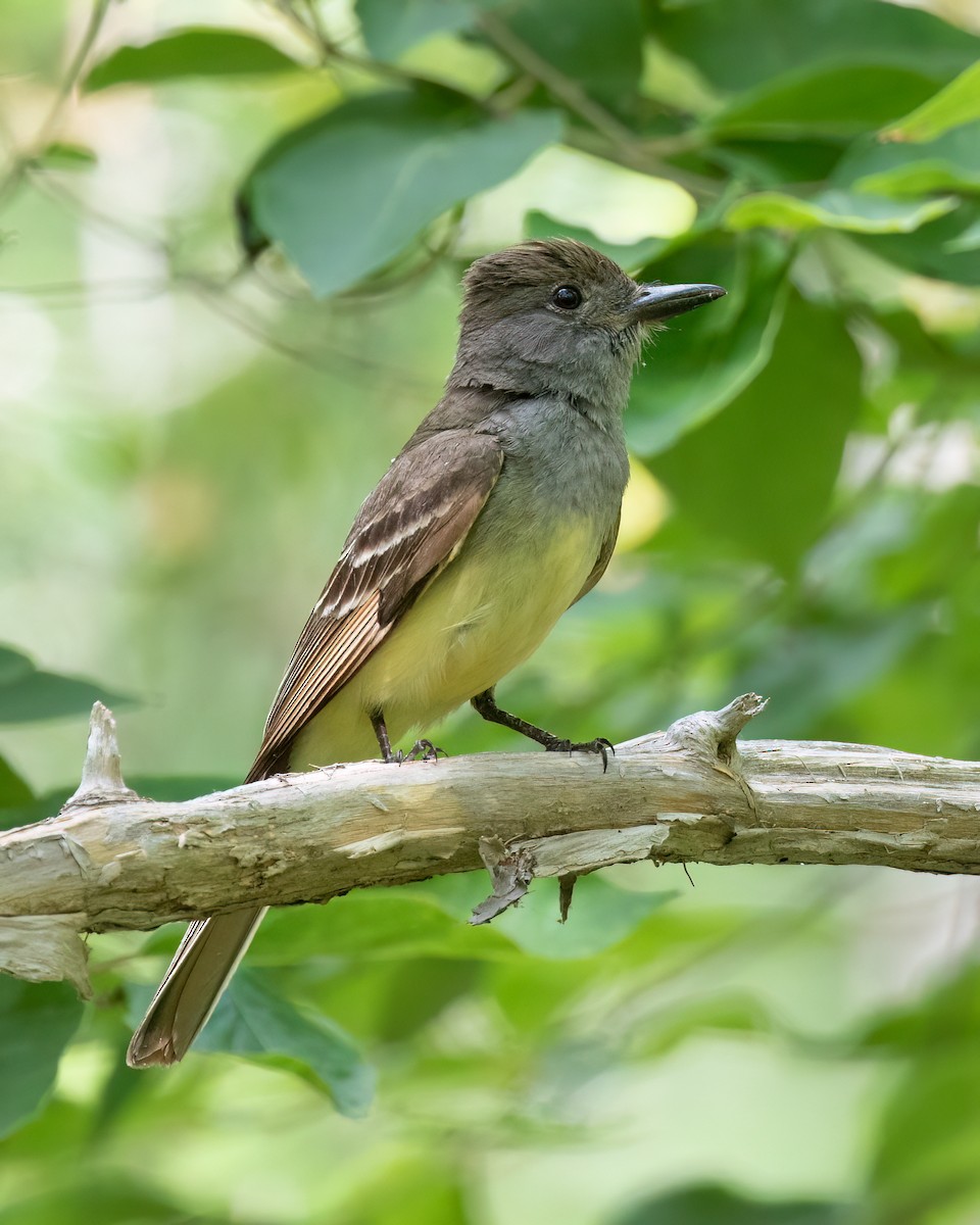 Great Crested Flycatcher - ML620658289